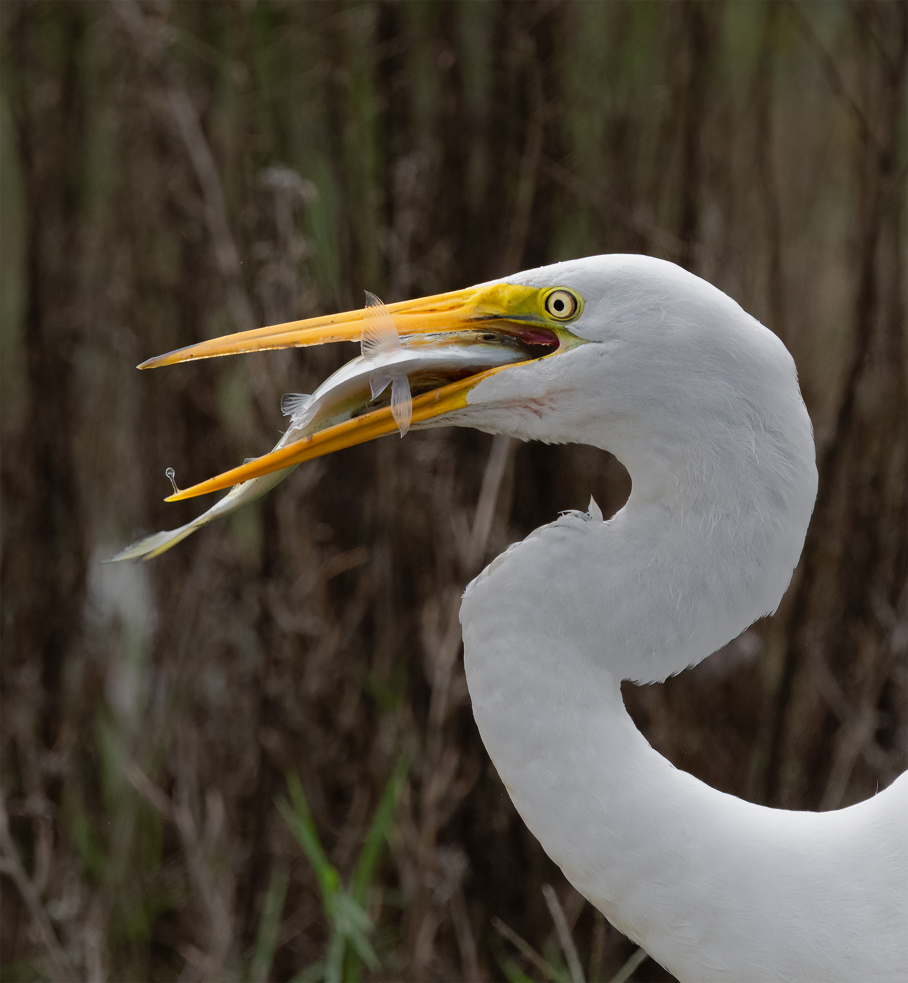 1st PrizeOpen Nature In Class 2 By Lyn Miller For The Last Thing He Saw OCT-2025.jpg